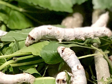 養蚕のシーズン