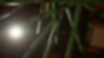 DSC00487.jpg