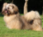 Lhassa Apso
