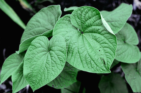 Got Stress? Get Kava Kava.
