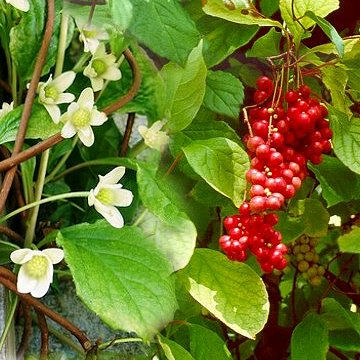 Schisandra: The Five Flavor Fruit