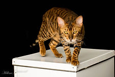 Chat toyger quebec canada cat usa
