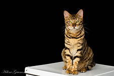 Chat toyger quebec canada cat usa