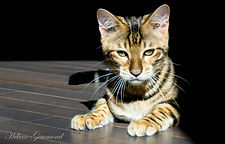 Chat toyger quebec canada cat usa