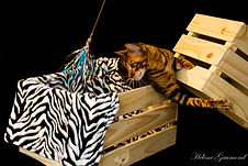 Chat toyger quebec canada cat usa