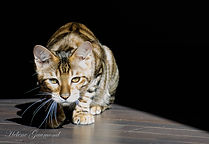 Chat toyger quebec canada cat usa