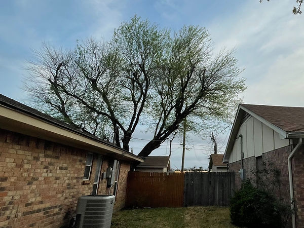 Before picture, Tree limbs Growing into power lines, over fence and neighbors home.
