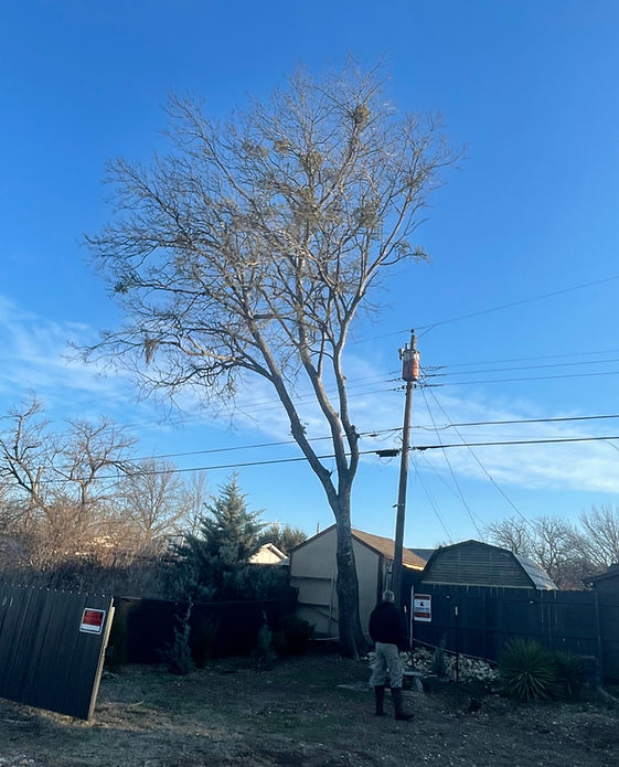 Tree remova,