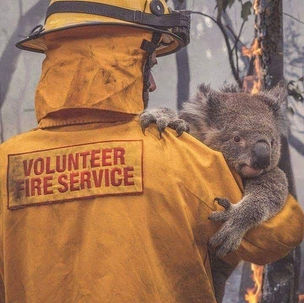 Incêndios florestais no menor nível em 24 anos: Motivo pra comemorar?