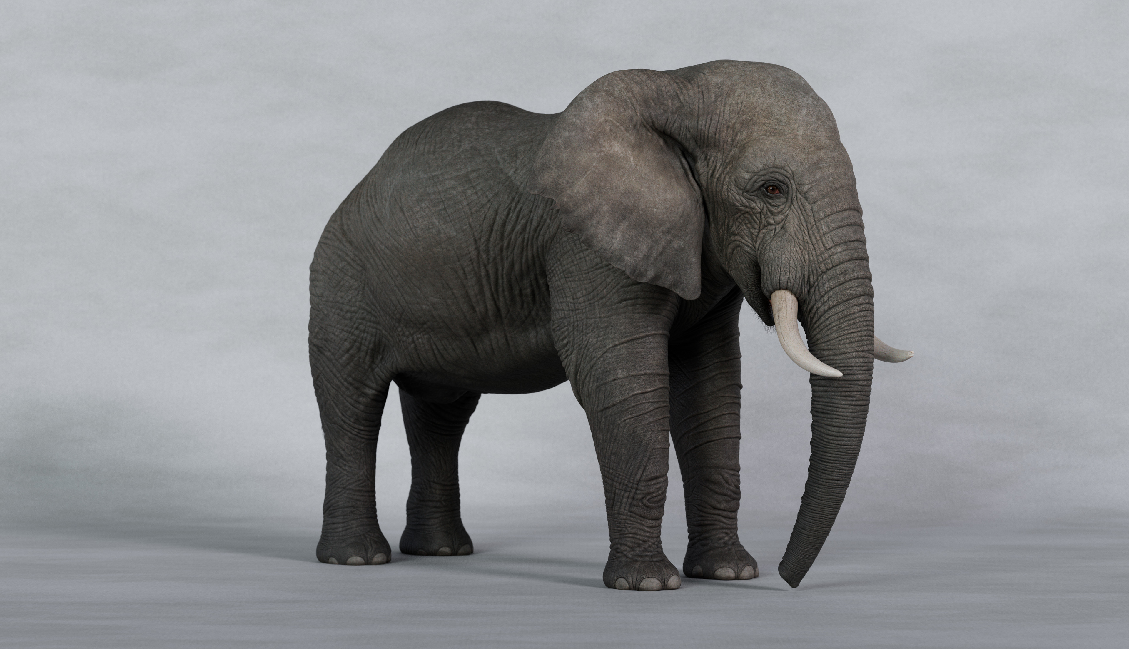 Elephant 3d render