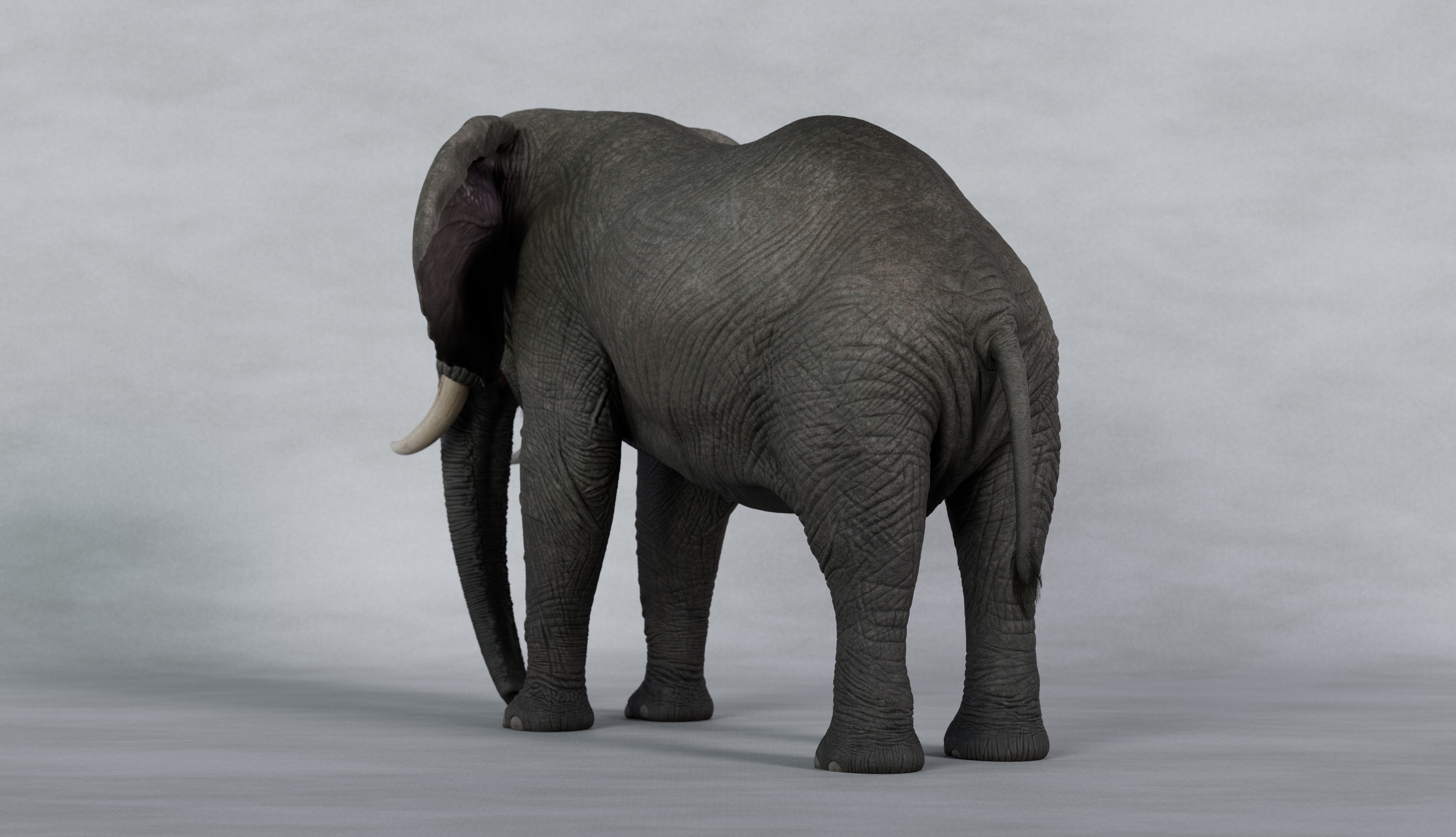 Elephant back view