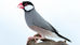 Quais são as diferenças entre aves silvestres, exóticas e domésticas?