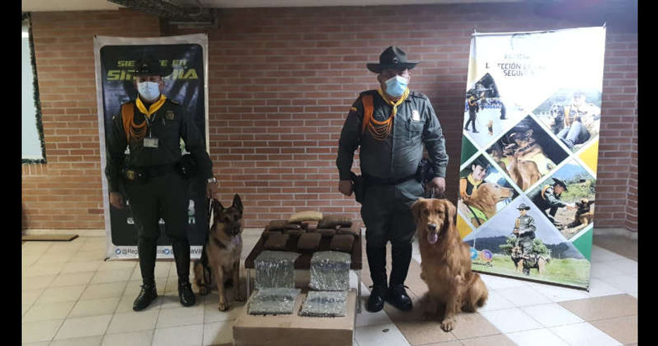 Policia Incauto 30 Mil Dosis de Marihuana