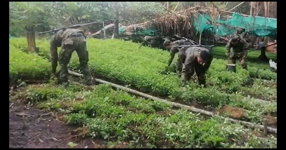 En Puerto Siare Jurisdicción de Mapiripán Meta localizan semillero de mata de Coca