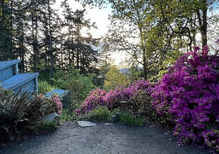Blooming rhododendrons along the Hendricks Park trails in Eugene with forest backdrop.