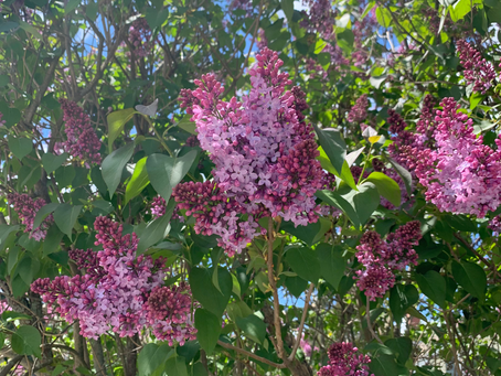 A May-gnificent Month