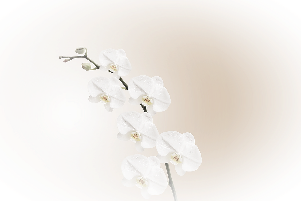 flowers-743373_1280_edited.png