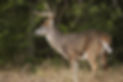 A white-tailed deer buck with large antl