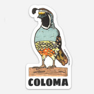 Coloma Quail