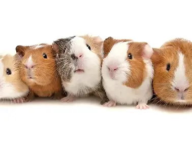 Guinea Pigs