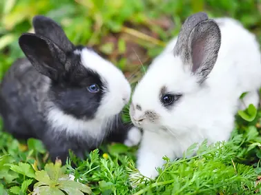 Rabbits