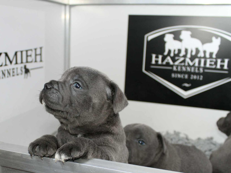 Puppy Essentials