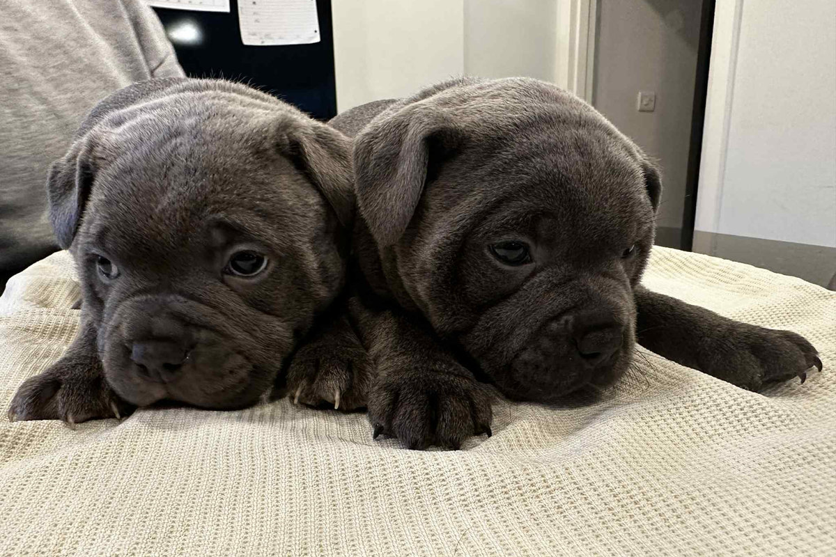 Hazmieh Kennels studs group