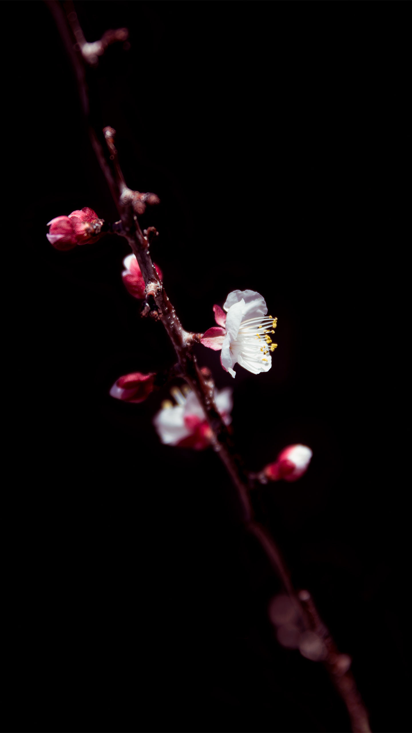 Free wallpaper download (iPhone 6, 7, 8/Samsung S7, Note5)