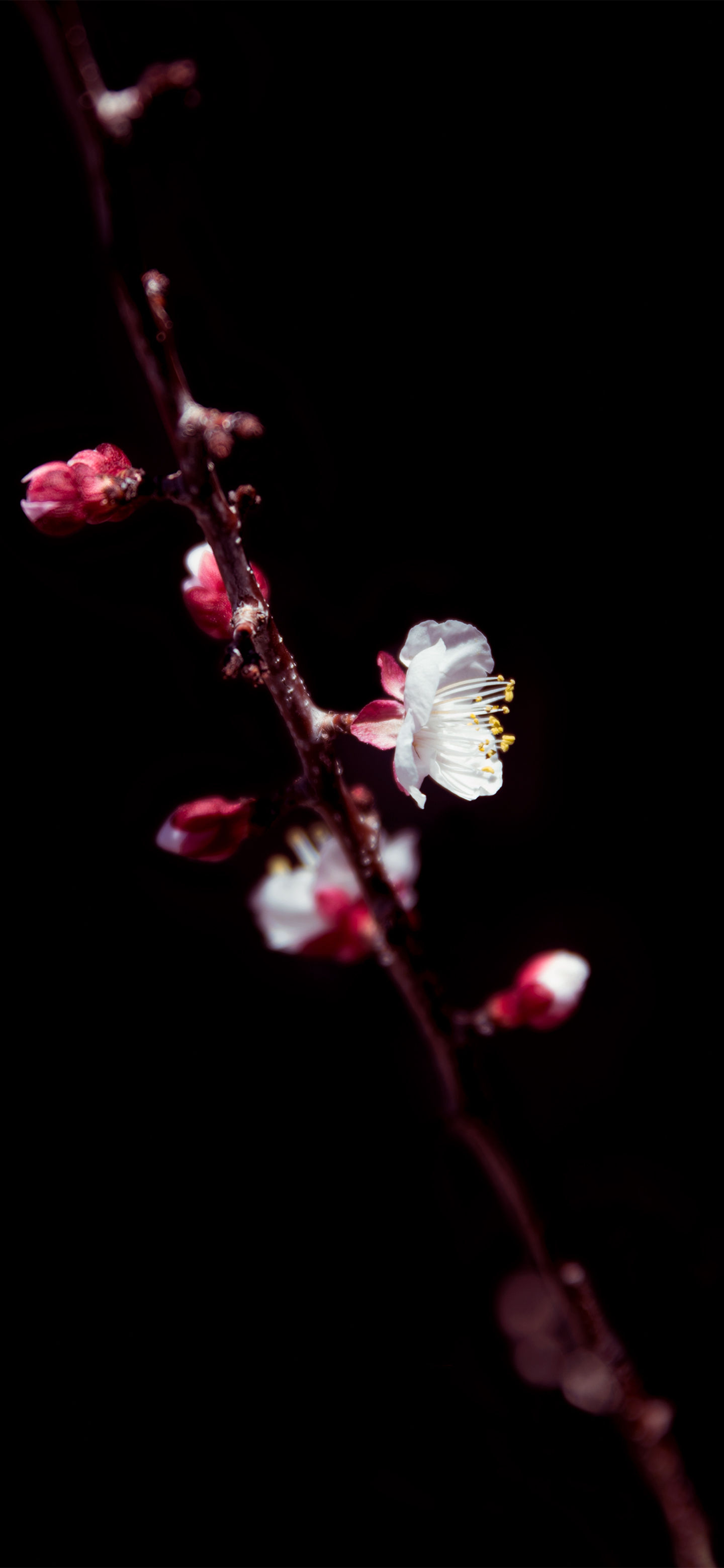 Free wallpaper download (iPhone11, X/Samsung S8, S9, Note10)