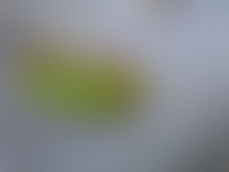 뾰족날개선녀벌레(Salurnis marginella)