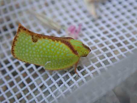 뾰족날개선녀벌레(Salurnis marginella)
