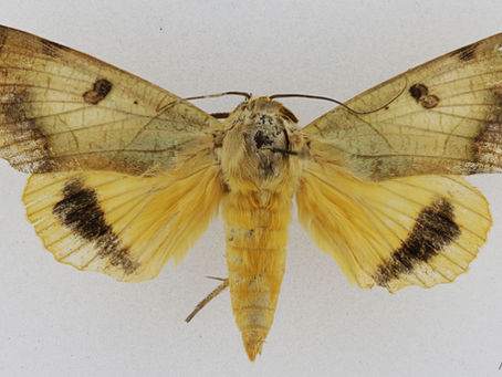 황색검은점띠밤나방(Ophiusa tirhaca)