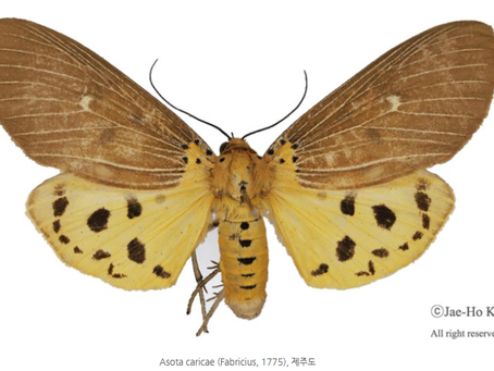 열대불나방(가칭) (Asota caricae)