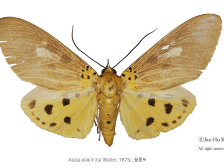 닮은열대불나방(가칭) (Asota plaginota)