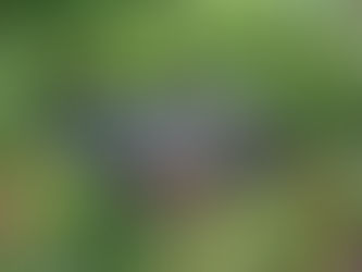 홍점알락나비(Hestina assimilis)