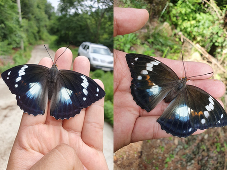 은판나비(Mimathyma schrenckii)