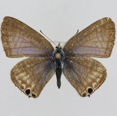 물결부전나비(Lampides boeticus)