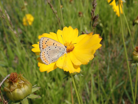 큰주홍부전나비(Lycaena dispar)