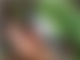 왕나비(Parantica sita)