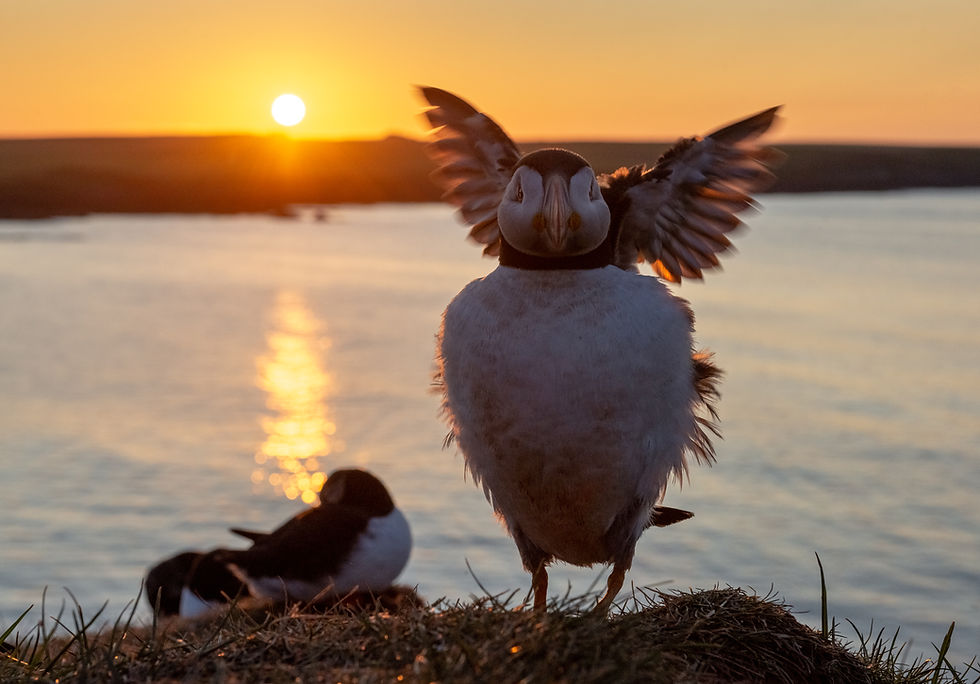 Puffins at sunset at the Castle o Burrian in the island of Westray.