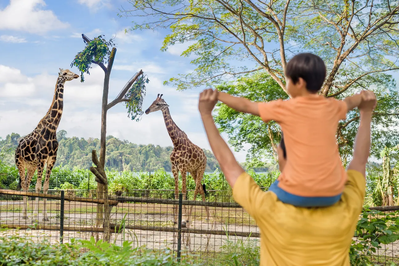 Giraffes at Singapore Zoo