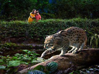 Exploring the Night Safari Singapore: A Nighttime Adventure