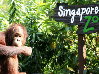 Exploring the Wild Wonders: An In-Depth Guide to the Singapore Zoo