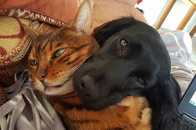 Pet visits while you're on holiday