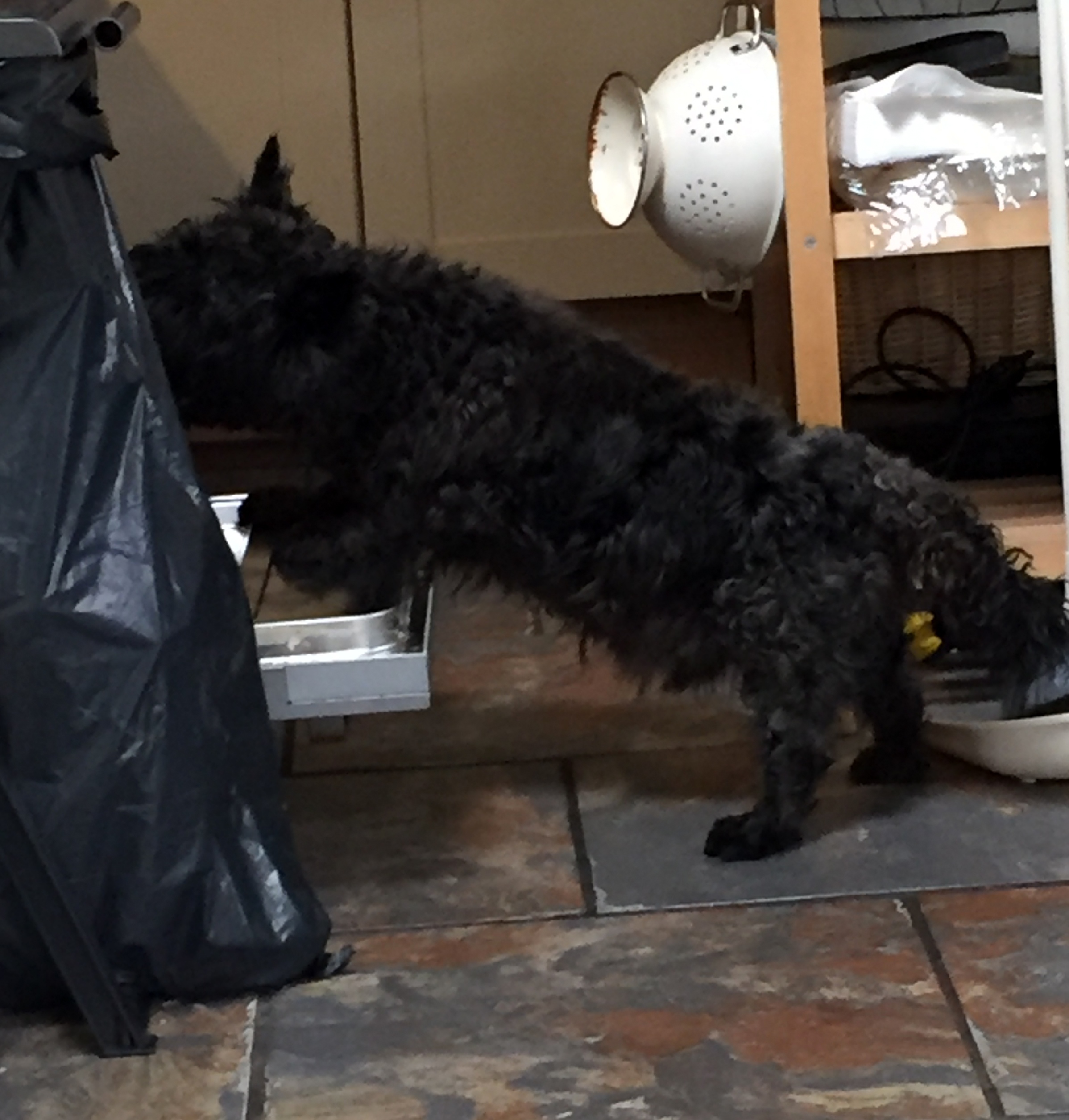 Dougal
