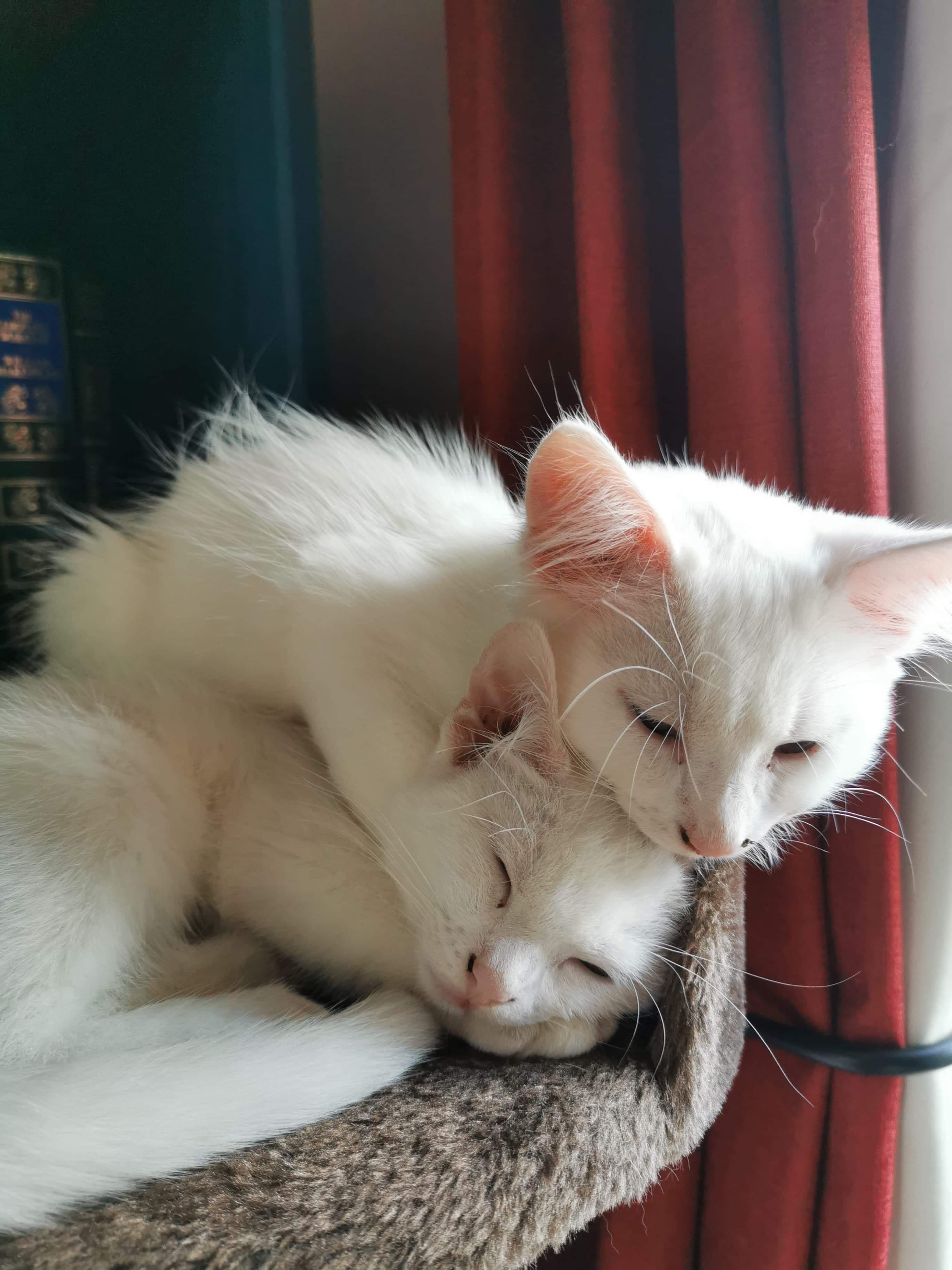 Gatsby & Daisy