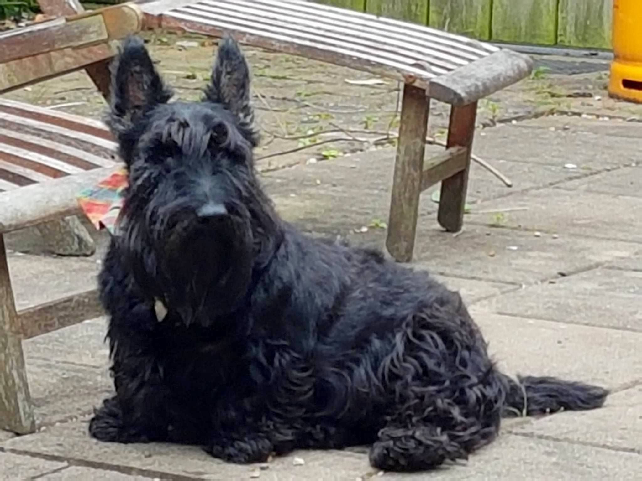 Bonnie