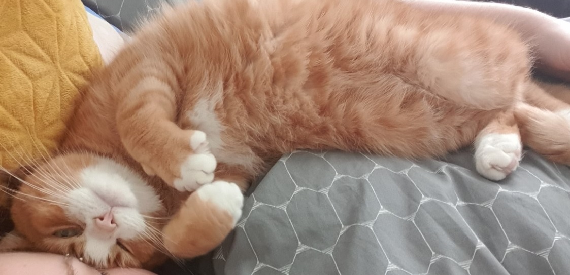 Ginger