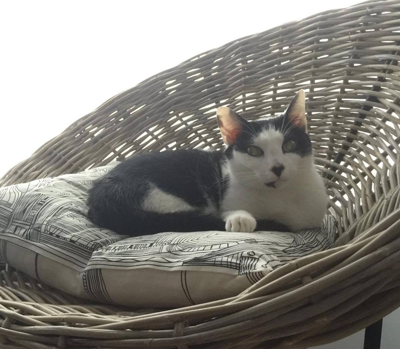 Coconut