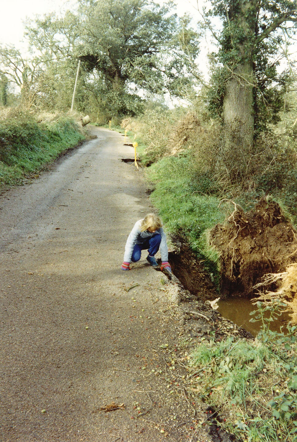 Storm 1987 - Row of trees knocked over